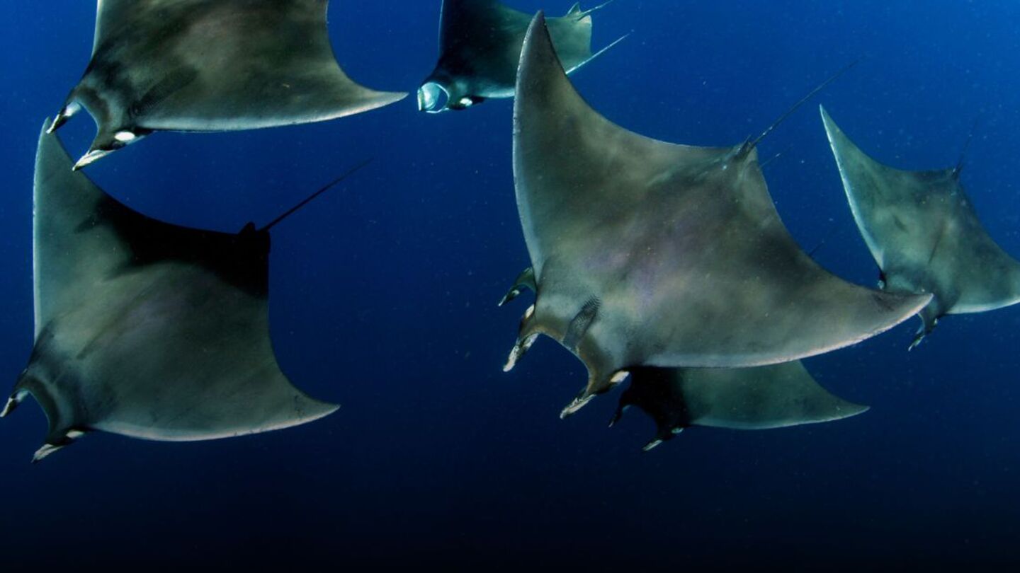 Atlantic pygmy devil ray mobula